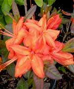 Рододендрон Фаебол - Rhododendron luteus Fireball