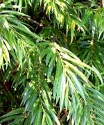 Ива сахалинская Секка - Salix sachalinensis Sekka