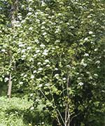 Калина гордовина - Viburnum lantana