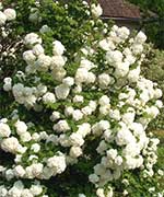 Калина обыкн. Розеум - Viburnum opulus Roseum