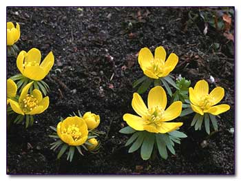 Весенник (любник) - Eranthis hyemalis
