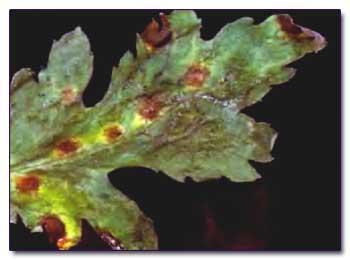 Грибок Septoria