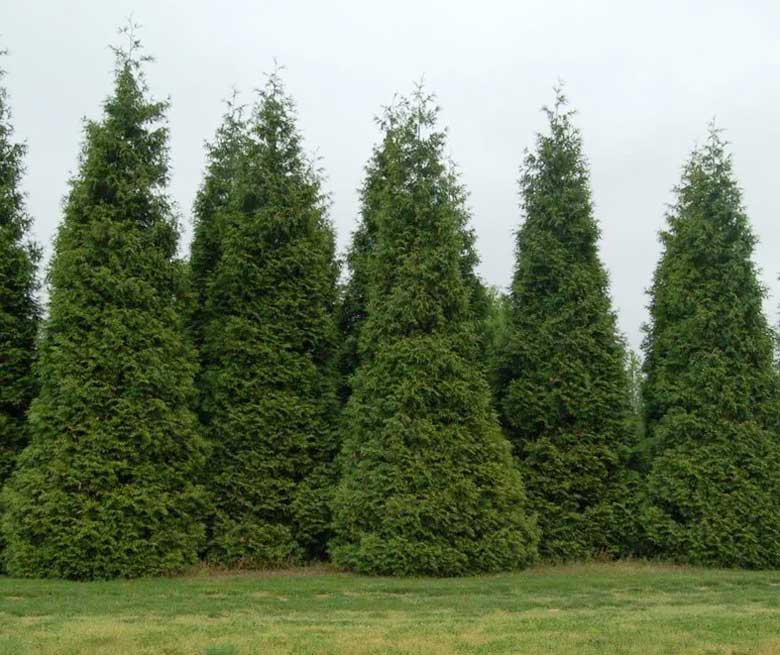 Как правильно ухаживать за туями круглый год?