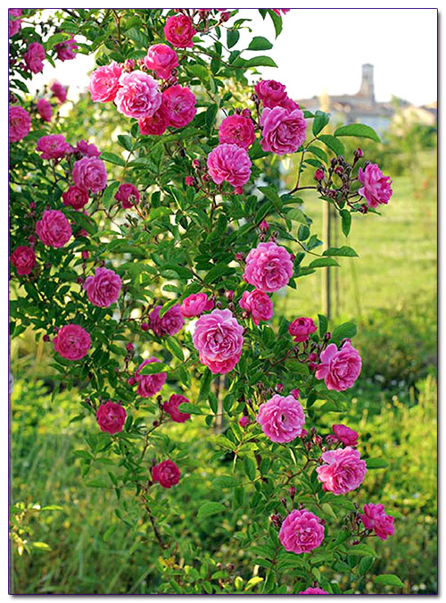 Розы в дизайне садового участка > Дизайн сада > компания 'Сад удачи'