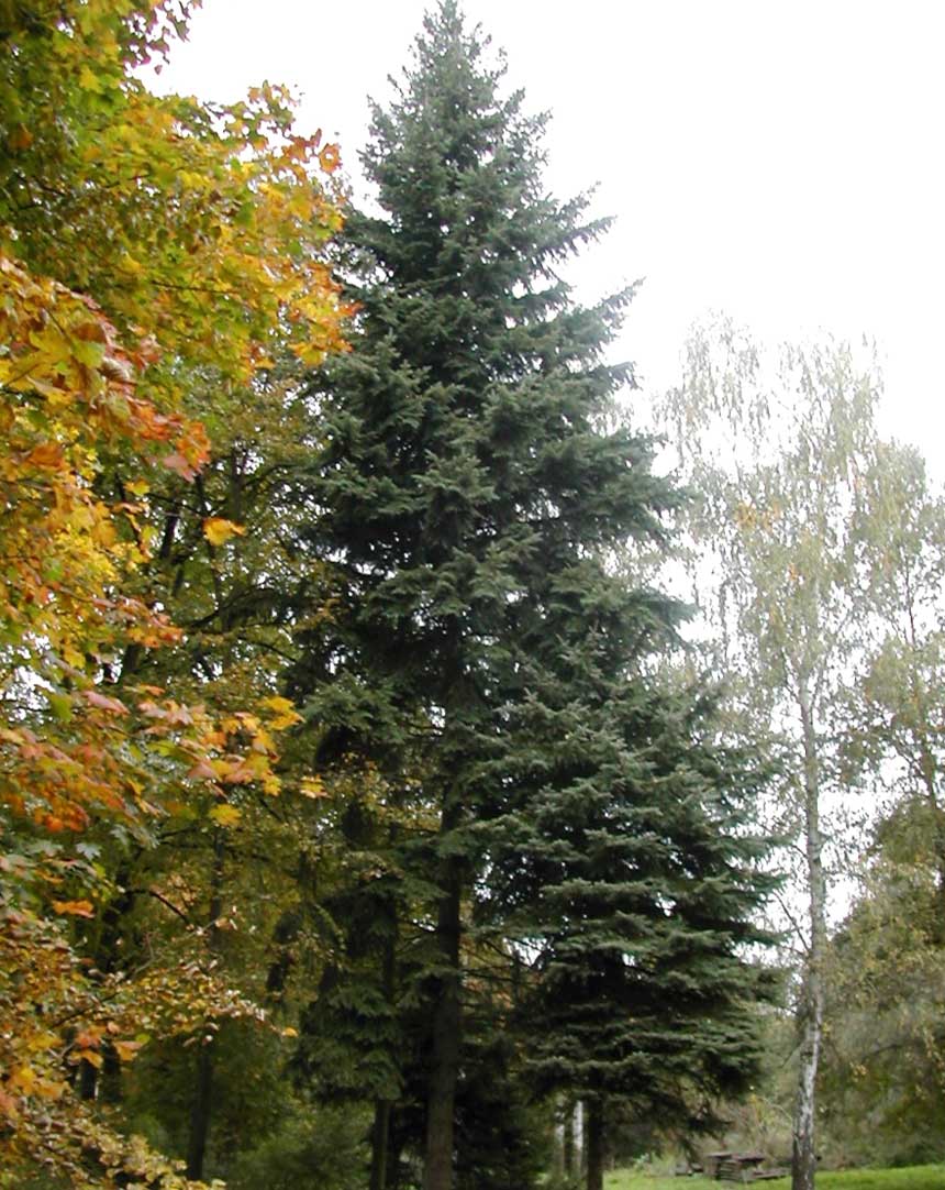 Pseudotsuga glauca