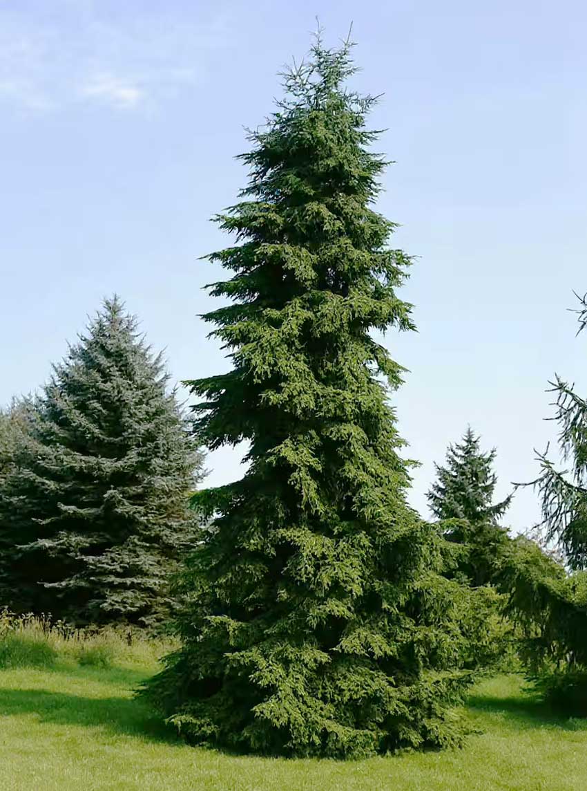Лжетсуга серая - Pseudotsuga caesia > Род Pseudotsuga - Лжетсуга > Класс Coniferales > Голосеменные