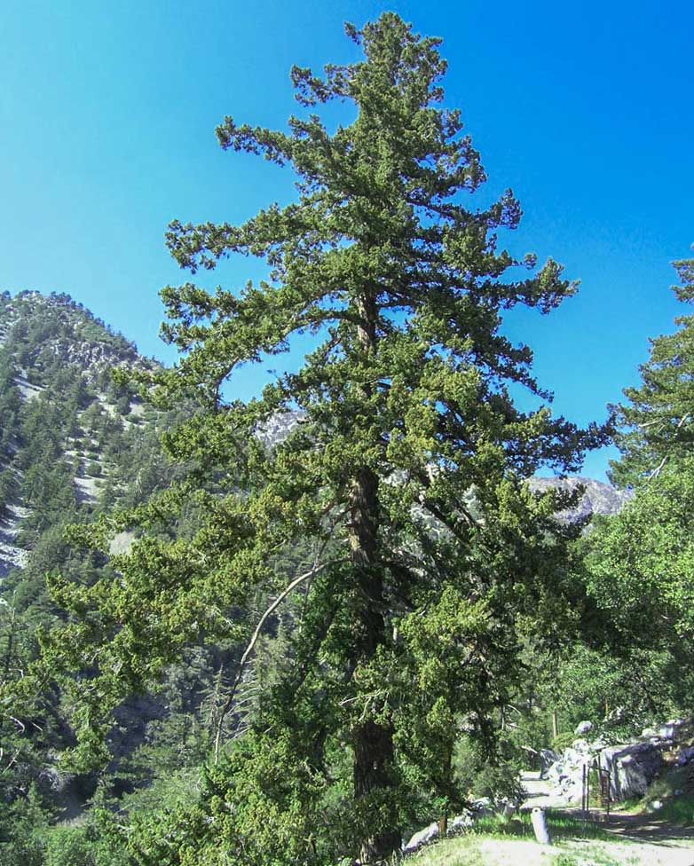 Лжетсуга крупношишечная - Pseudotsuga macrocarpa > Род Pseudotsuga - Лжетсуга > Класс Coniferales > Голосеменные