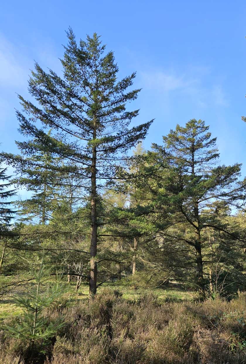 Лжетсуга японская - Pseudotsuga japonica > Род Pseudotsuga - Лжетсуга > Класс Coniferales > Голосеменные