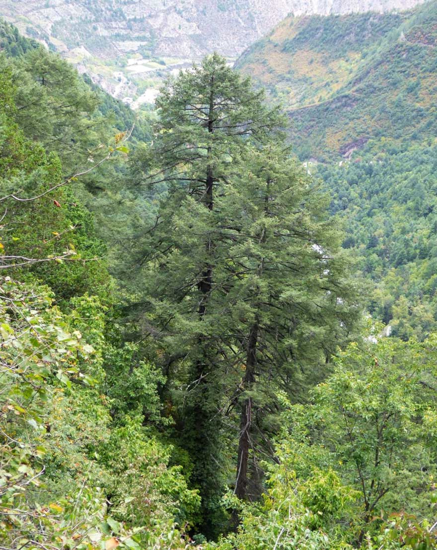 Лжетсуга китайская - Pseudotsuga sinensis > Род Pseudotsuga - Лжетсуга > Класс Coniferales > Голосеменные